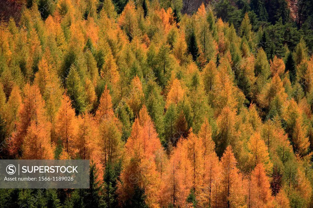 Multicoloured larch forest near the summit of Ostra, NP Velka Fatra, Slovakia