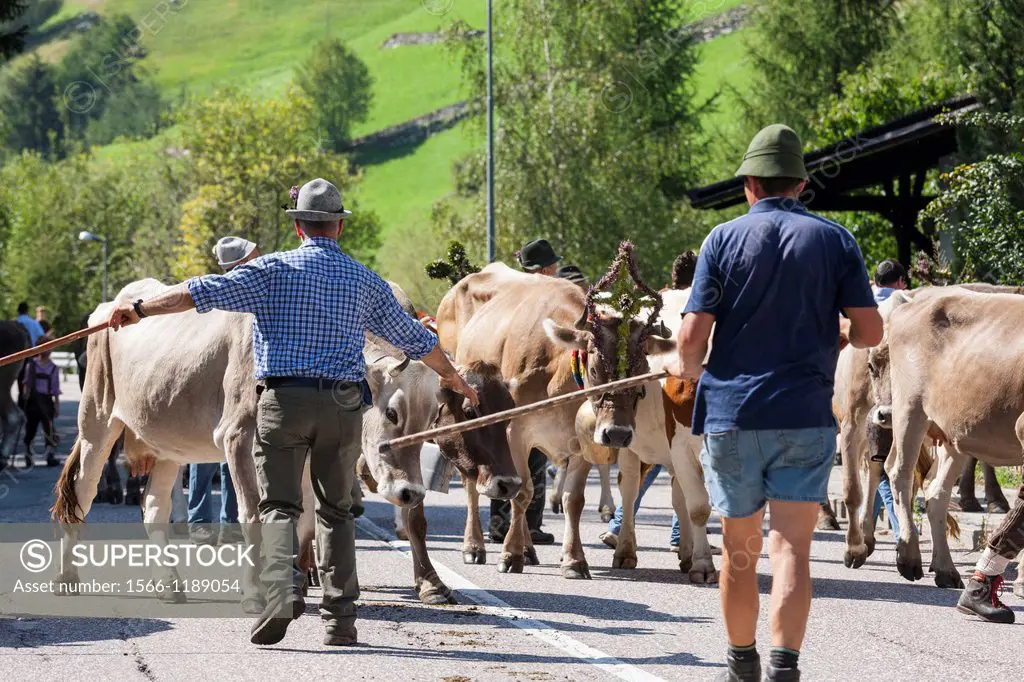 Cows returning from their summer pastures in the mountains for winter Almabtrieb in the valley of Martell val martello  At the end of summer the cows ...