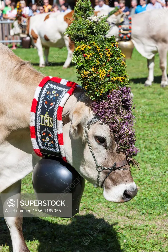 Cows returning from their summer pastures in the mountains for winter Almabtrieb in the valley of Martell val martello  Viehscheid owners selecting th...