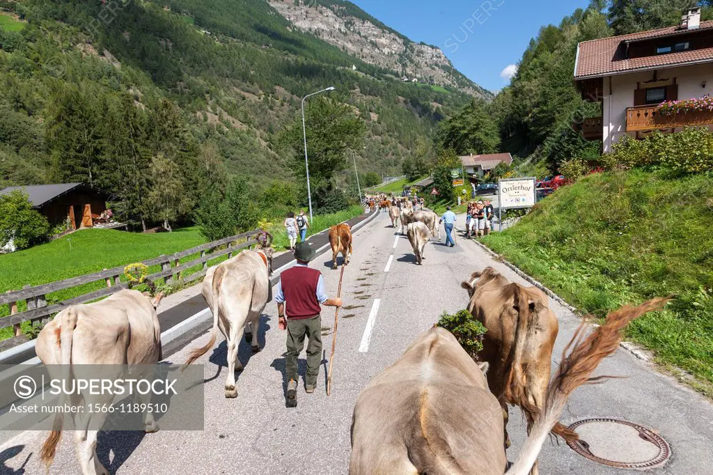 Cows returning from their summer pastures in the mountains for winter Almabtrieb in the valley of Martell val martello  At the end of summer the cows ...