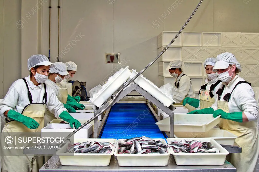 Fish processing factory, sardine fillets, Asturias, Spain