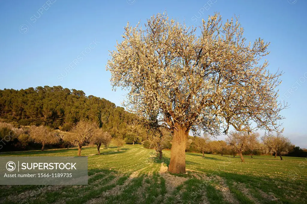 Almond blossom Albenya Randa Mallorca Balearic Islands Spain