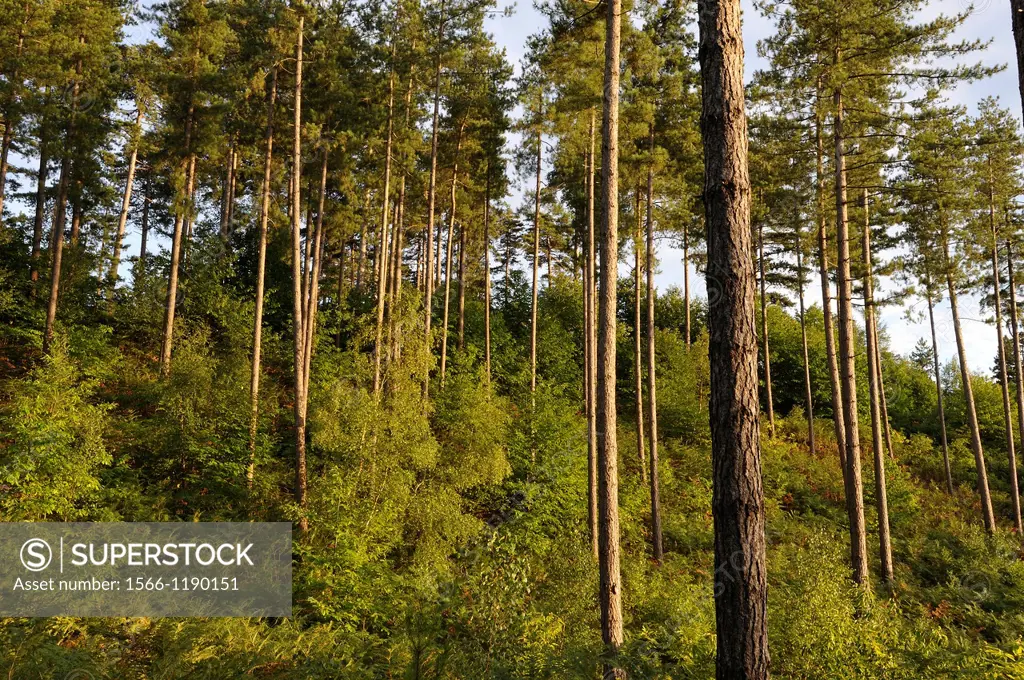young Birch trees under a pines plantation, Forest of Rambouillet, Yvelines department, Ile-de-France region, France, Europe