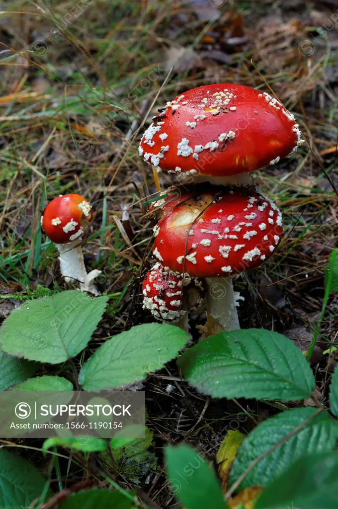 fly agaric, Amanita muscaria, Forest of Rambouillet, Yvelines department, Ile-de-France region, France, Europe
