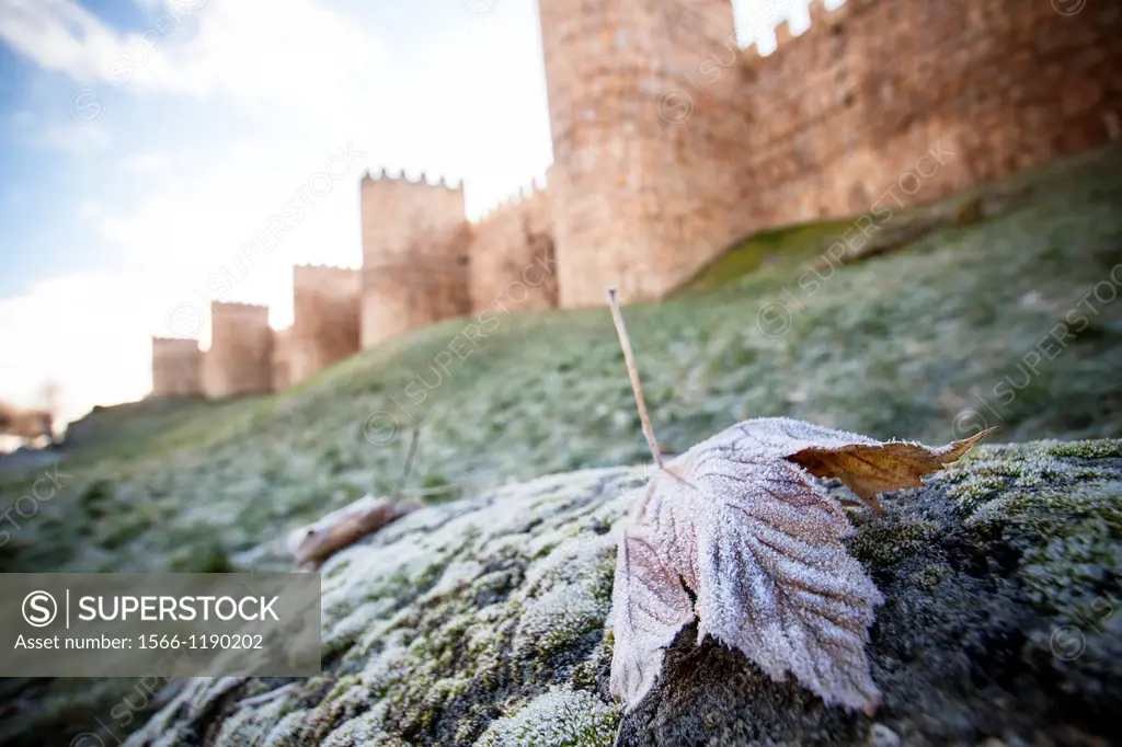 Frosted leaf and City Wall, Avila, Spain.
