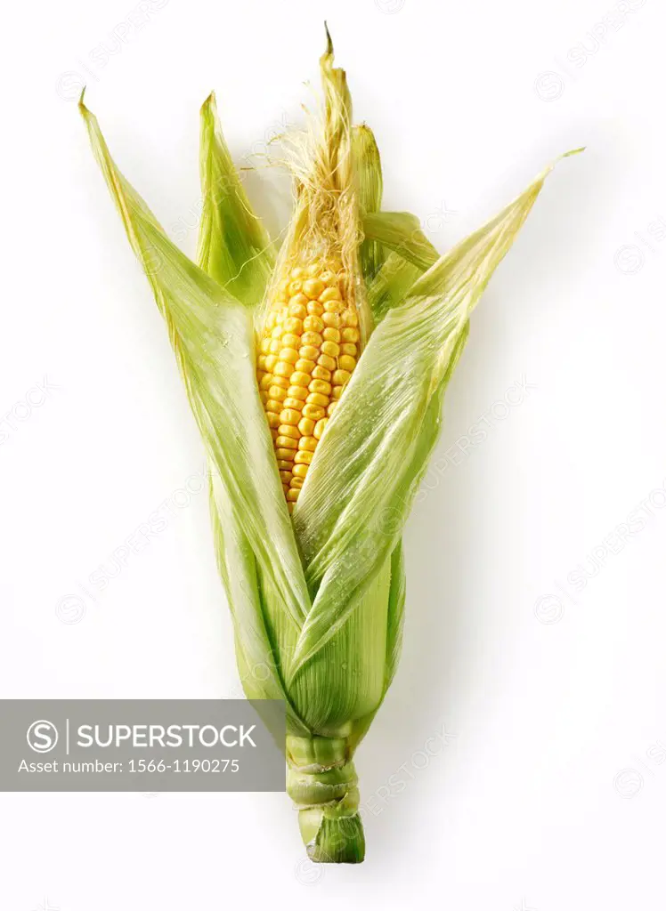 Fresh cobs of Maize, Corn Sweetcorn photos