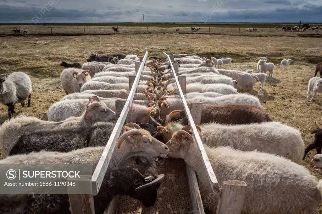 Sheep feeding on farm in Eastern Iceland