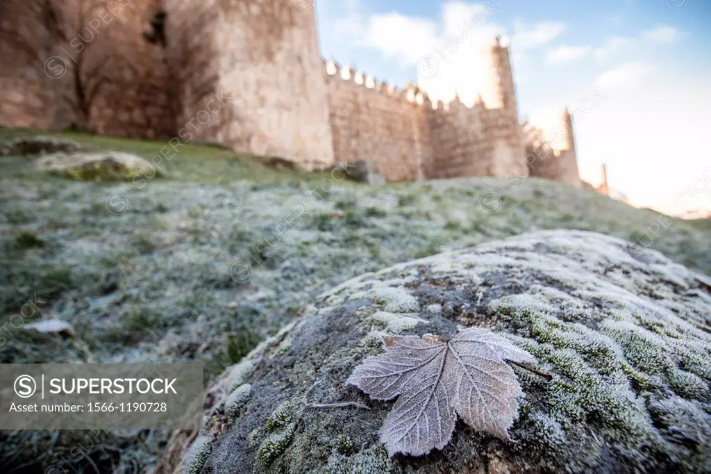 Frosted leaf and City Wall, Avila, Spain.