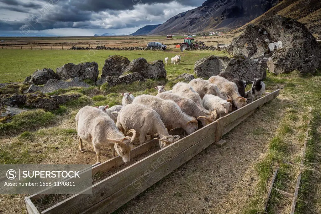 Sheep feeding on farm in Eastern Iceland