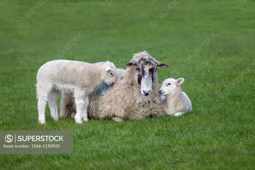 Lambs playing on Ewe in meadow