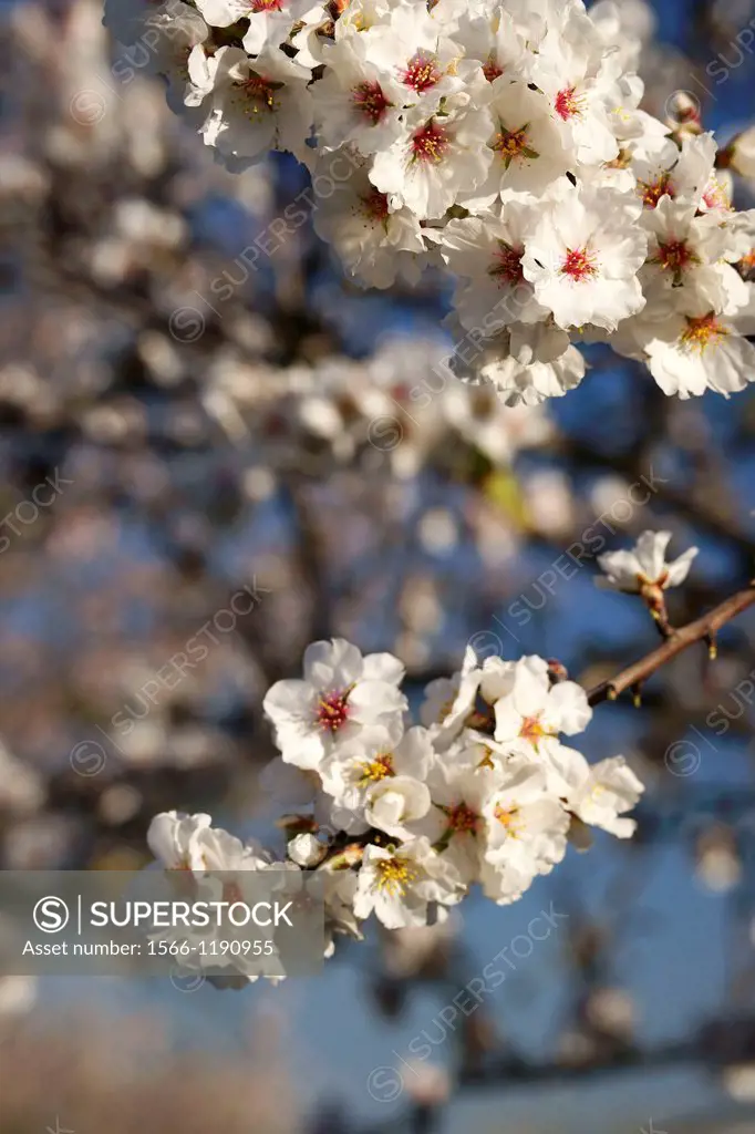Almond blossom llucmajor S´ Aguila road, Mallorca Balearic Islands Spain