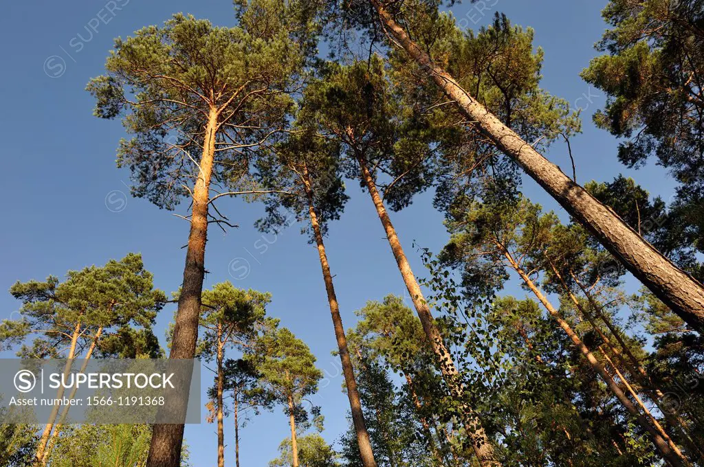 pines plantation, Forest of Rambouillet, Yvelines department, Ile-de-France region, France, Europe
