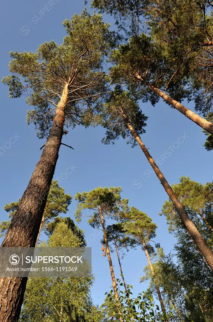 pines plantation, Forest of Rambouillet, Yvelines department, Ile-de-France region, France, Europe