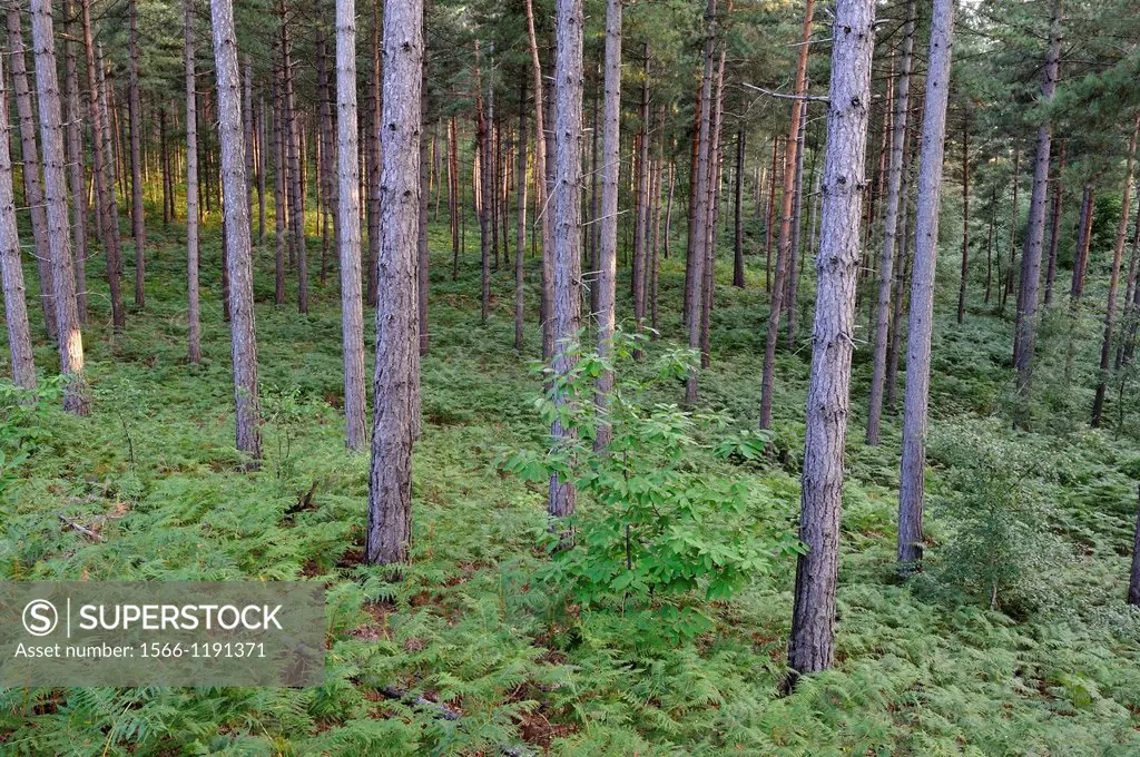 fern in undergrowth of pine tree forest, Forest of Rambouillet, Yvelines department, Ile-de-France region, France, Europe