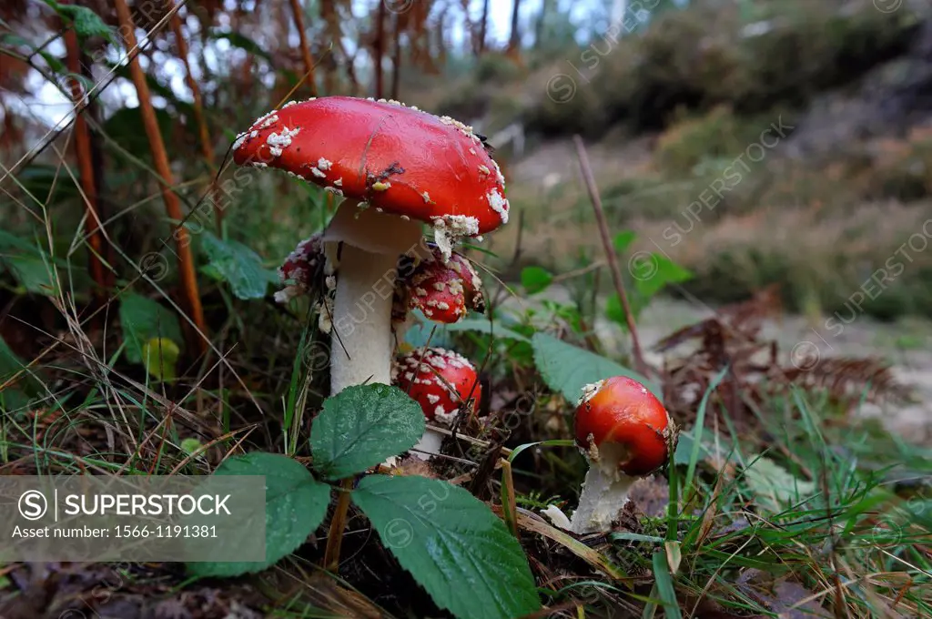 fly agaric, Amanita muscaria, Forest of Rambouillet, Yvelines department, Ile-de-France region, France, Europe