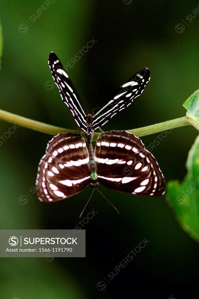 Butterflies matting, Euripus nyctelius, Malaysia & Borneo