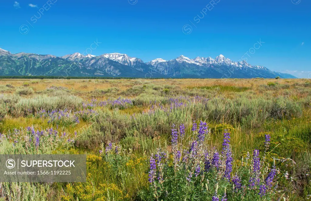 Jackson Hole Wyoming with the beautiful Grand Tetons mountain range and fields with flowers