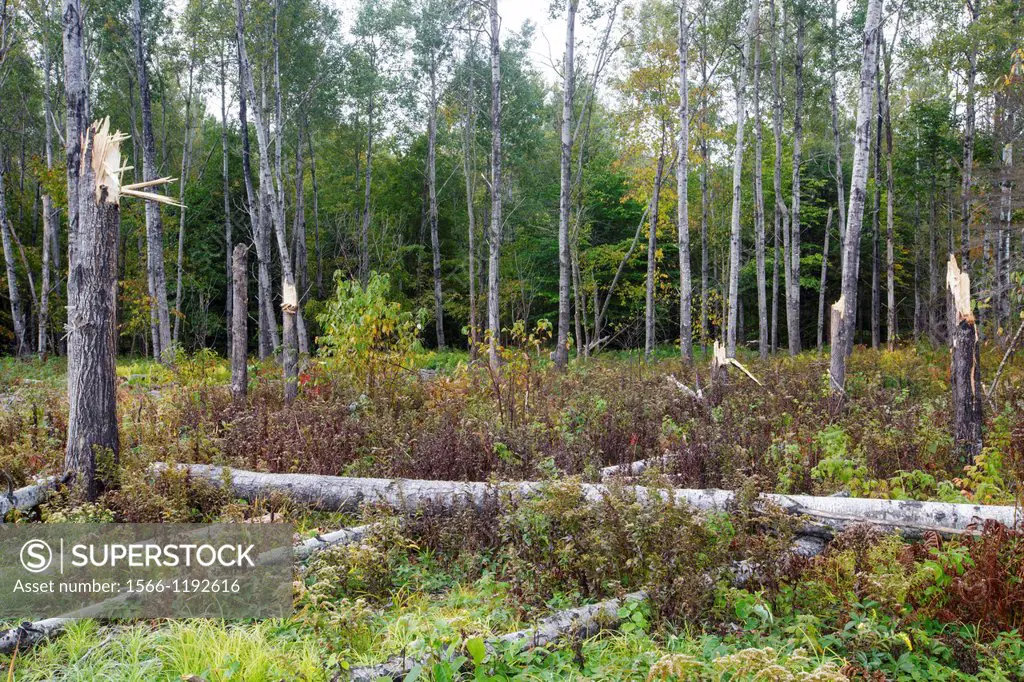 Quaking Aspen - Populus tremuloides - trees that have been snapped by strong winds in Livermore, New Hampshire USA
