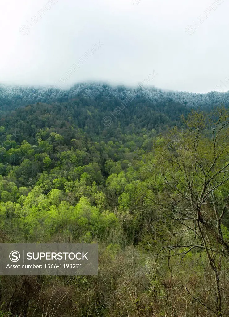 Spring, Great Smoky Mountains National Park, TN