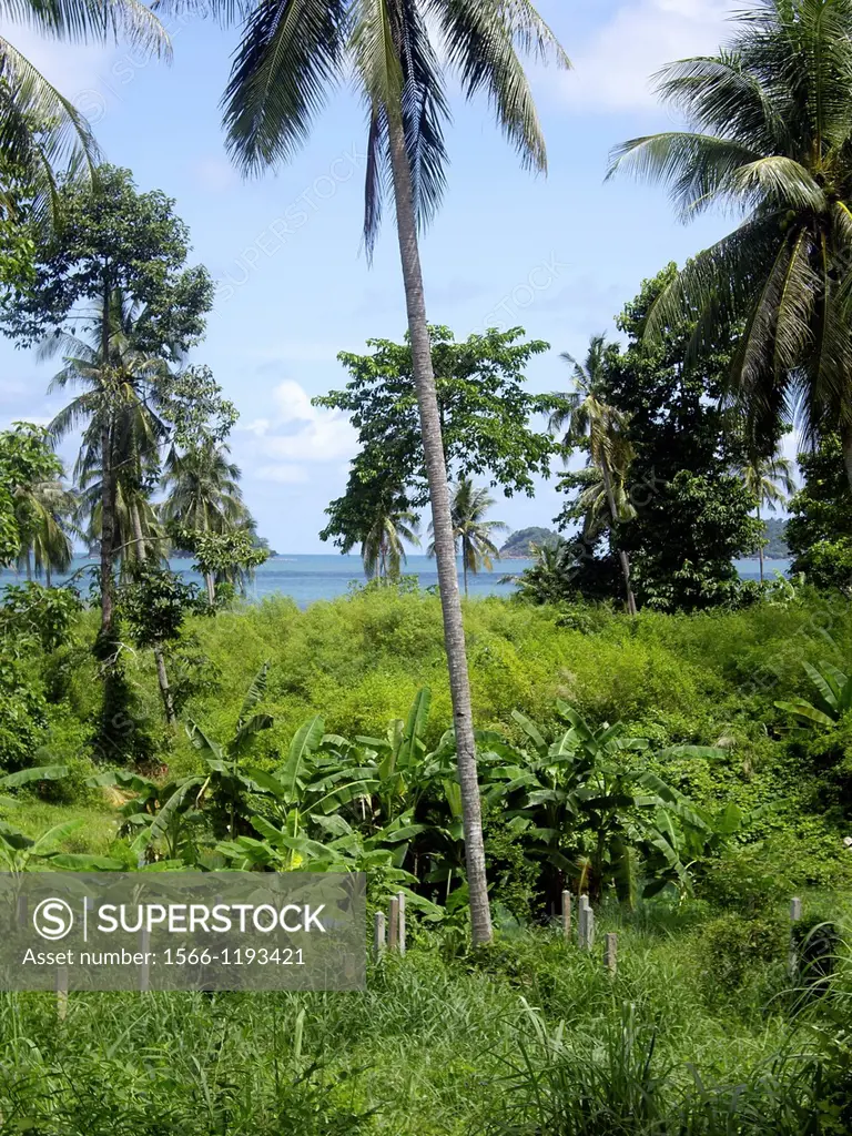 Palmtrees and banana trees with a sea view in Ko Chang island, Thailand