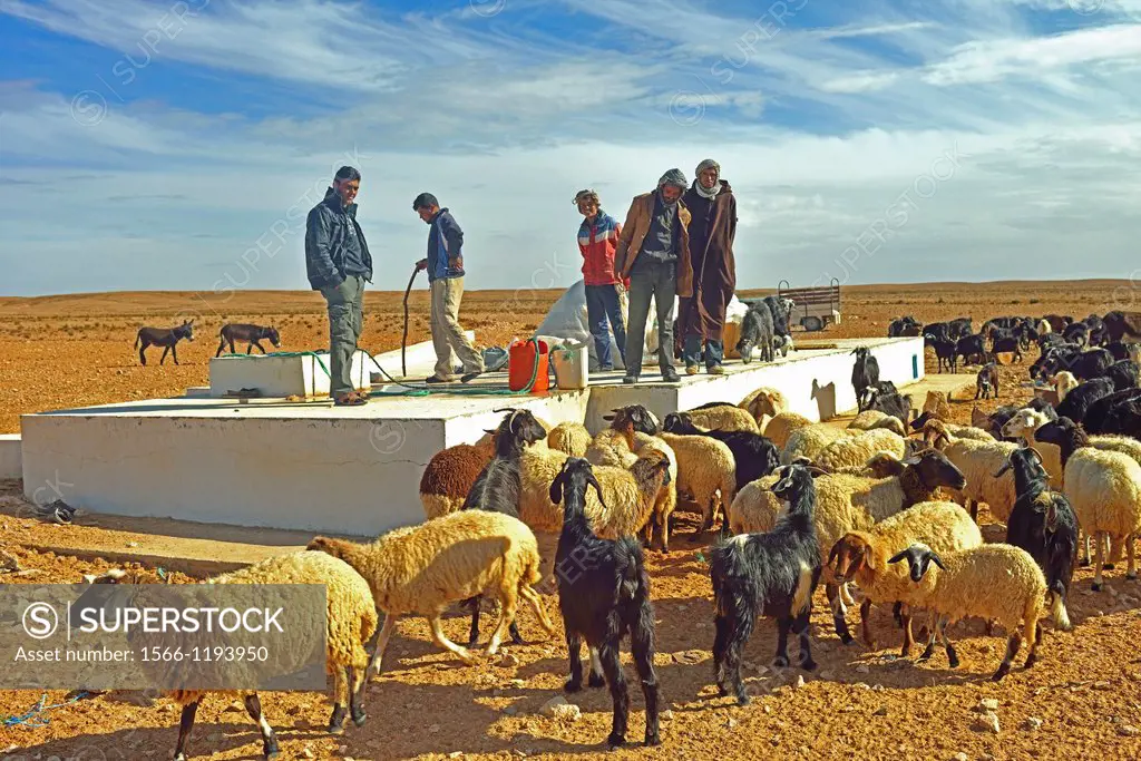 Flock of sheep and Goats at a well in the desert near Douz, South of Tunisia