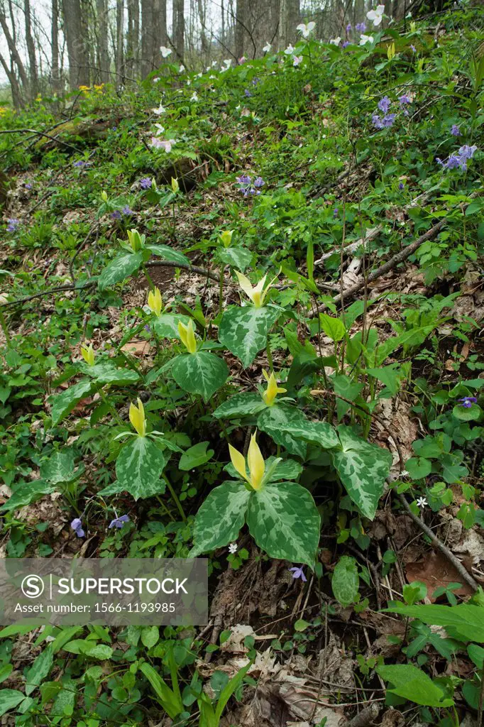 Trillium, Spring, Great Smoky Mountains National Park, TN