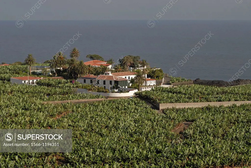 hacienda and banana plantation on the North coast around Icod de Los Vinos, Tenerife, Canary Islands, Atlantic Ocean