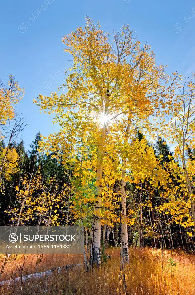 Aspens trees and Fall colors on Blacktail Butte in Grand Teton National Park in northern Wyoming