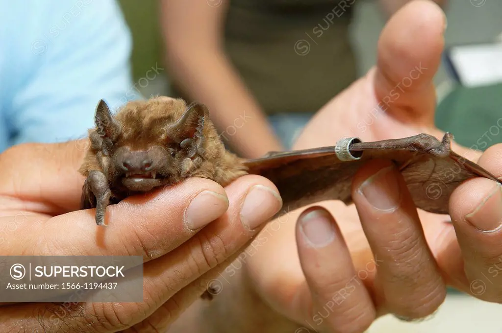 Greater noctule bat Nyctalus lasiopterus, Spanish Higher Council for Scientific Research CSIC, Seville, Spain