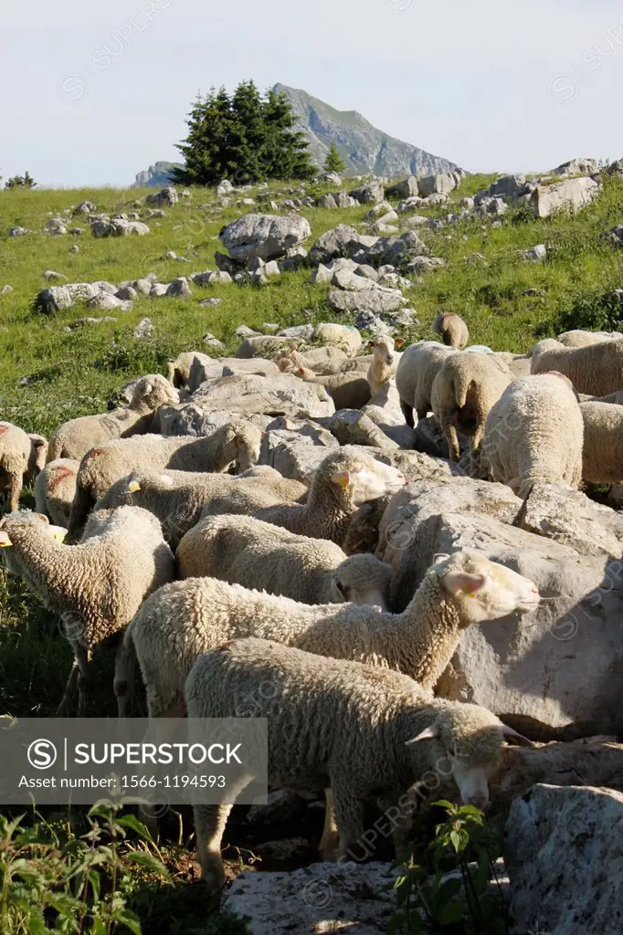 Sheeps on the moutain, Chartreuse, Pravouta, Isère, Rhône-Alpes, France.