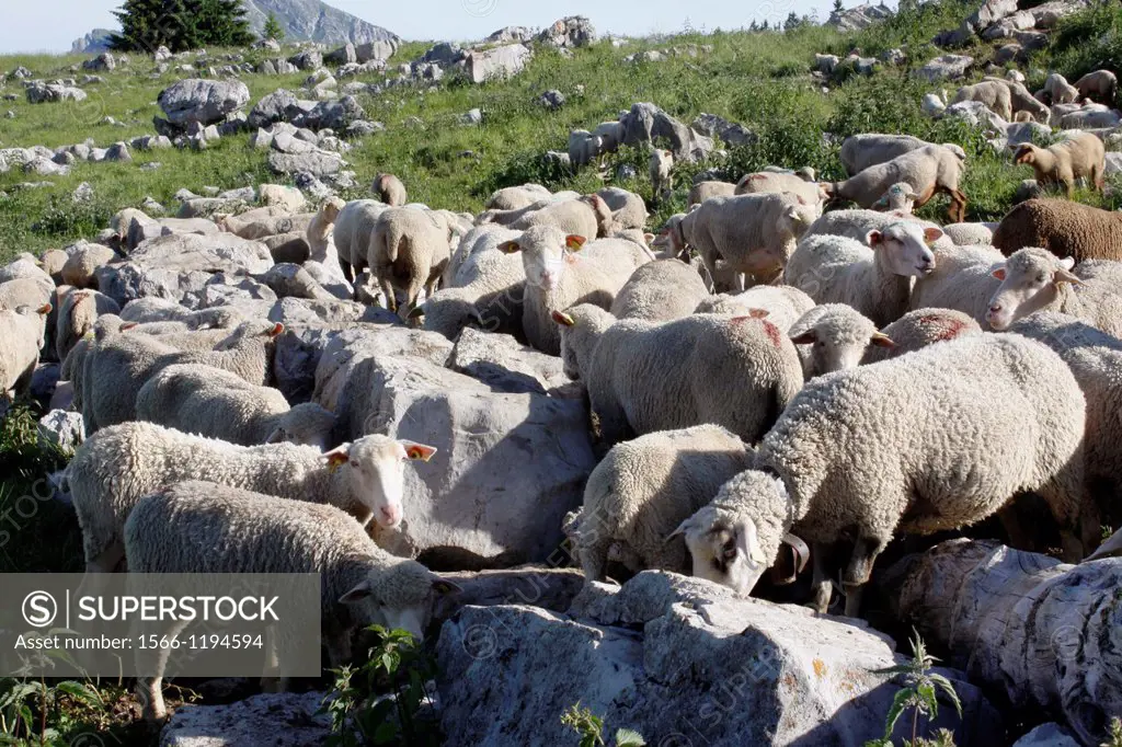 Sheeps on the moutain, Chartreuse, Pravouta, Isère, Rhône-Alpes, France.