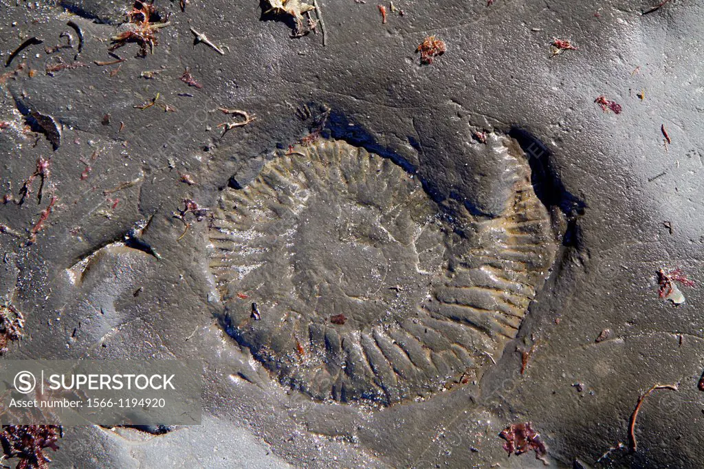 Ammonite fossil in the bedrock on the beach at Kimmeridge Bay, Dorset, England, UK