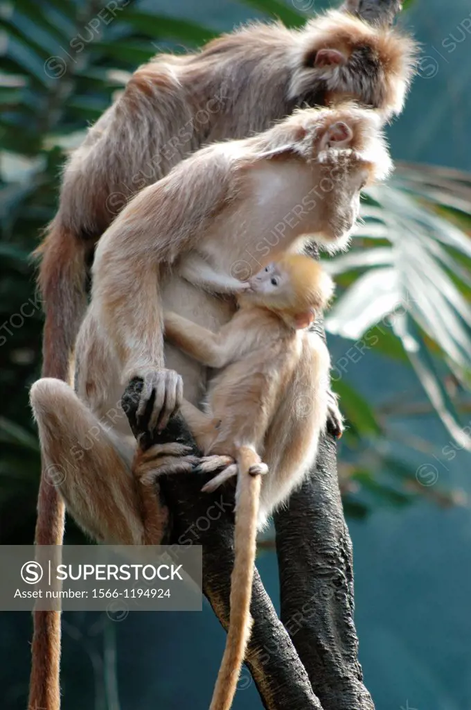 New York City, monkeys at the Bronx Zoo