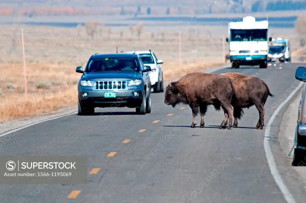 Tetons, American Bison on the Gros Ventre Kelly Road in Grand Teton National Park in northern Wyoming