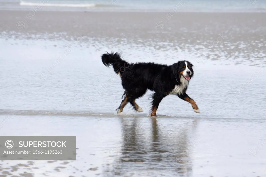 Bernese Mountain on the beach, Dog, Calvados, Basse-Normandie, France.