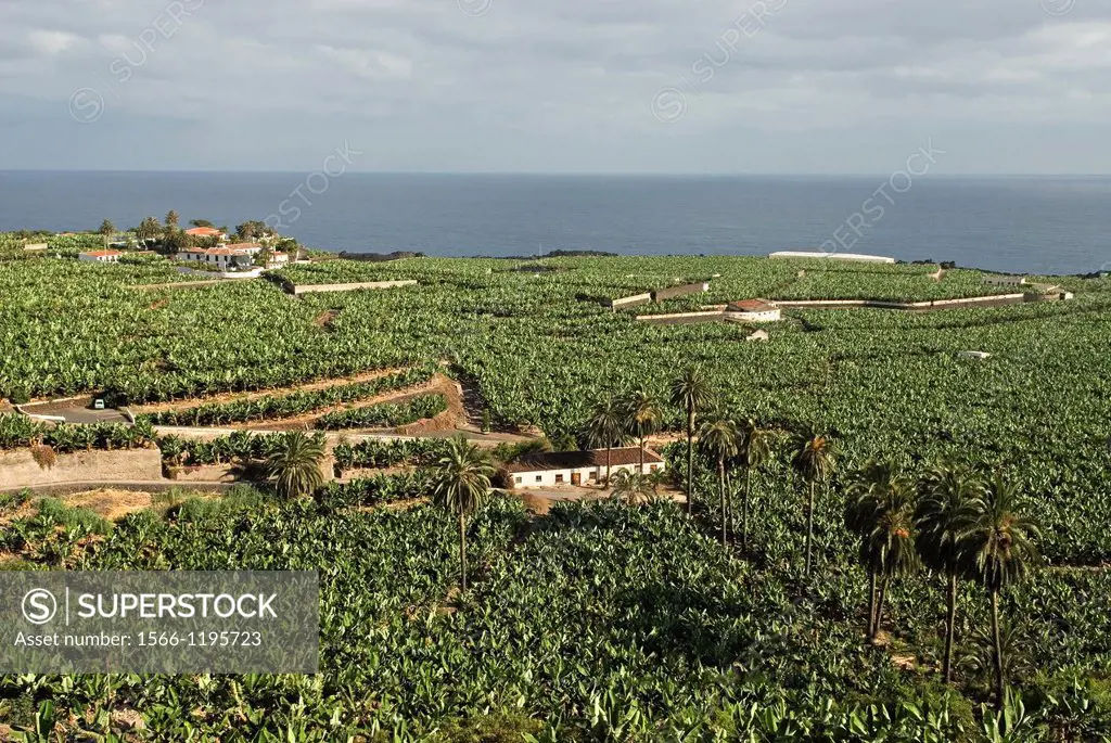 hacienda and banana plantation on the North coast around Icod de Los Vinos, Tenerife, Canary Islands, Atlantic Ocean