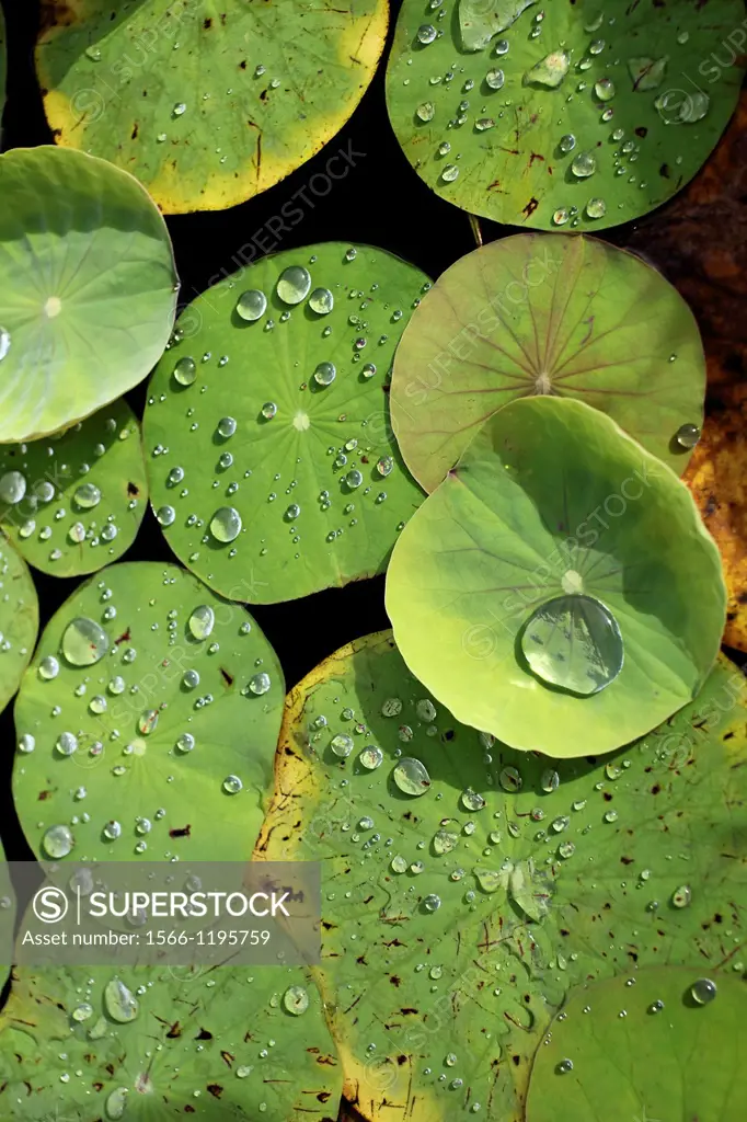Dew drops on a plant, borneo