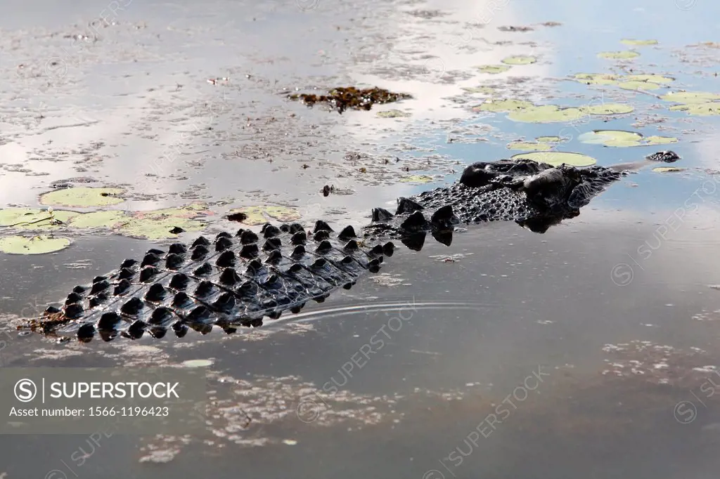 Saltwater Crocodile Crocodylus porosus at Yellow Water Billabong  Kakadu National Park, Northern Territory, Australia