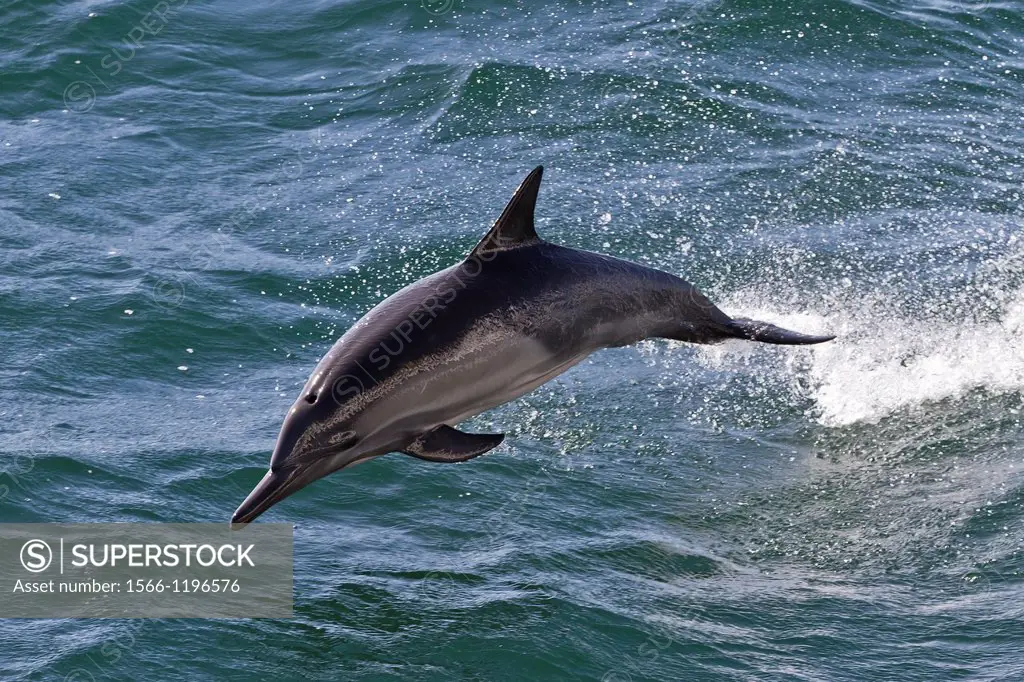 Long-beaked common dolphin Delphinus capensis encountered off Isla San Esteban in the Gulf of California Sea of Cortez, Baja California, Mexico