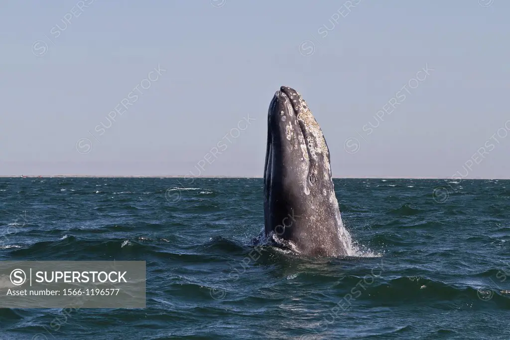 California gray whale Eschrichtius robustus breaching in San Ignacio Lagoon on the Pacific side of the Baja Peninsula, Baja California Sur, Mexico