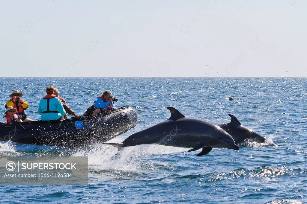 Offshore type bottlenose dolphins Tursiops truncatus surfacing near Zodiac off Isla San Pedro Martir, Gulf of California Sea of Cortez, Baja Californi...