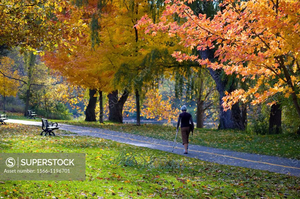 A lone woman walks with a crutch amidst autumn splendour, Ontario, Canada