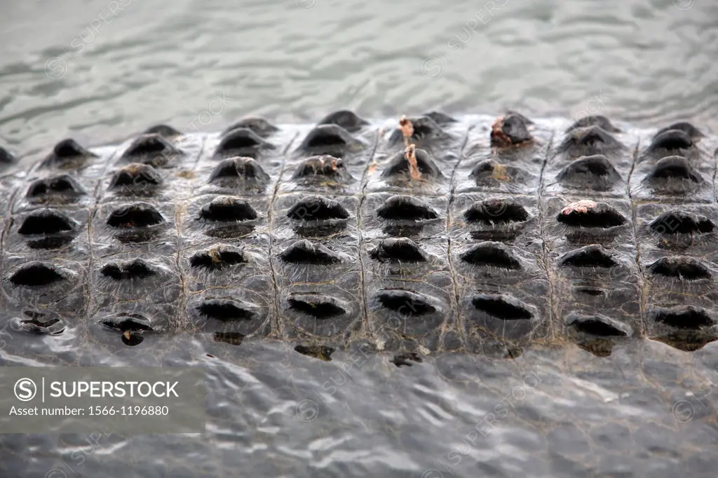 Scales of a large Saltwater Crocodile Crocodylus porosus at Yellow Water Billabong  Kakadu National Park, Northern Territory, Australia