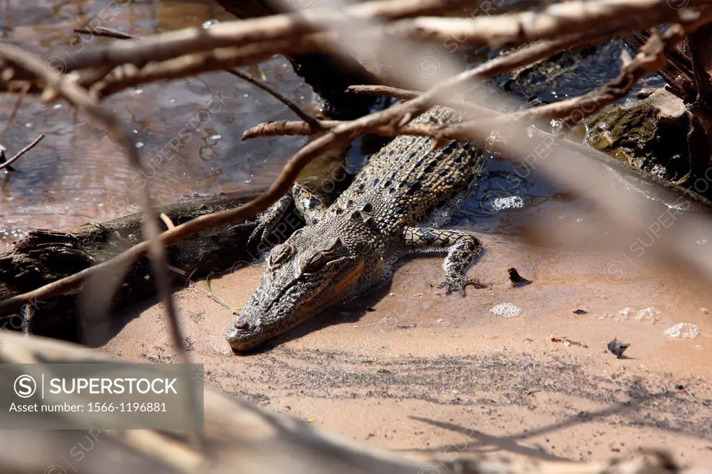 Freshwater Crocodile Crocodylus johnstoni  East Alligator River, Kakadu National Park, Northern Territory, Australia