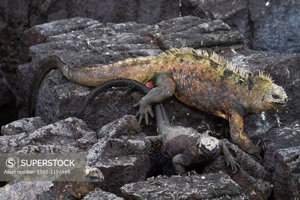 The endemic Galapagos marine iguanas Amblyrhynchus cristatus mating on Fernandina Island in the Galapagos Island Archipelago, Ecuador