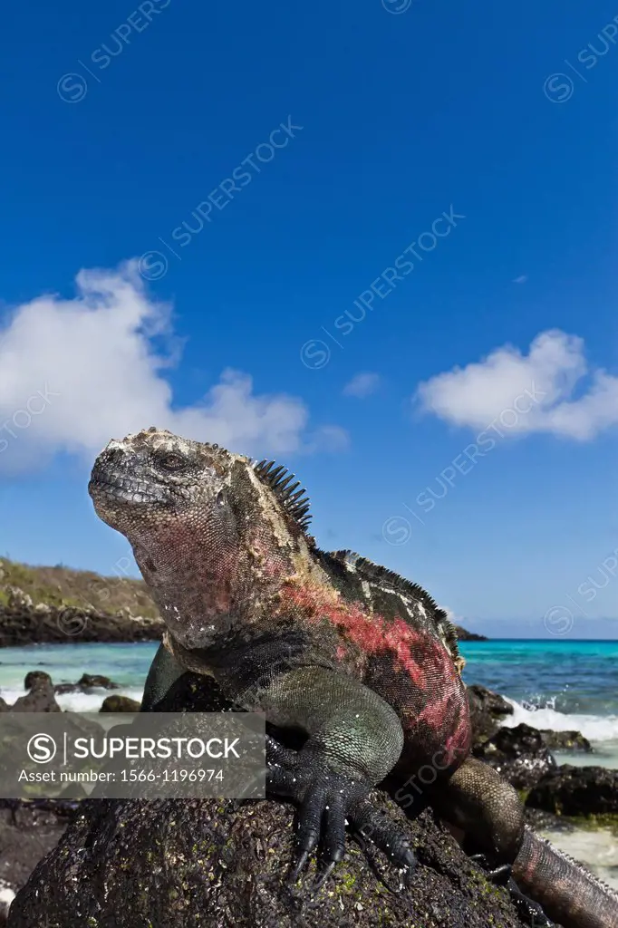 The endemic Galapagos marine iguana Amblyrhynchus cristatus basking in the sun on Gardner Beach, Santiago Island in the Galapagos Island Archipelago, ...