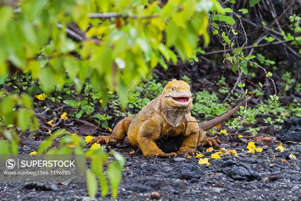 The very colorful Galapagos land iguana Conolophus subcristatus in Urbina Bay on Isabela Island in the Galapagos Island Archipelago, Ecuador