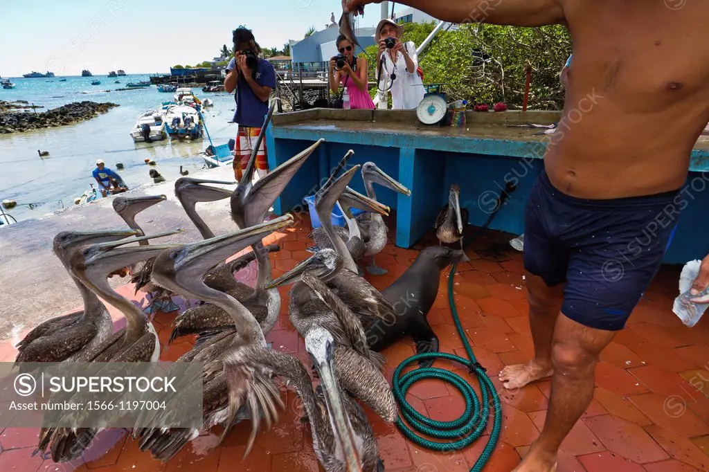 Scenes from the local fish market in the port town of Puerto Ayora, Santa Cruz Island, Galapagos Island Archipelago, Ecuador