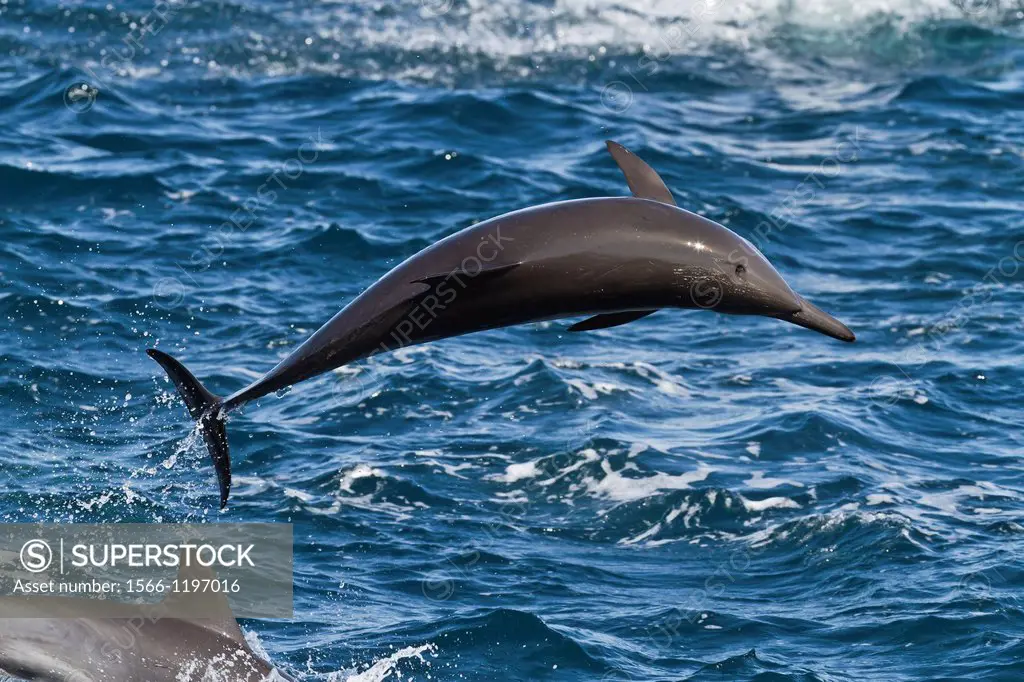 Long-beaked common dolphin Delphinus capensis encountered off Isla San Esteban in the Gulf of California Sea of Cortez, Baja California, Mexico