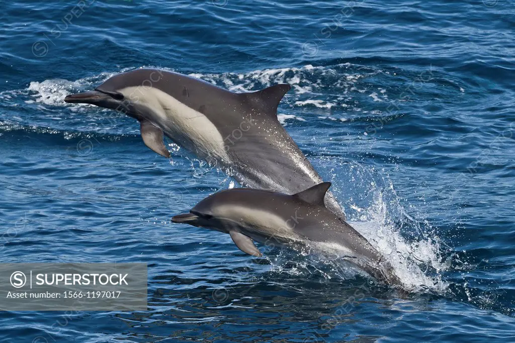 Long-beaked common dolphin mother and calf Delphinus capensis encountered off Isla San Esteban in the Gulf of California Sea of Cortez, Baja Californi...